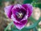 Purple frayed tulip in nature - top view