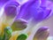 Purple Freesia