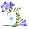 Purple freesia. Floral botanical flower. Wild spring leaf wildflower isolated.