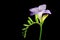 Purple freesia flower