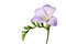 Purple Freesia flower isolated on white