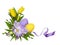 Purple freesia flowers and yellow tulips in a Easter corner floral arrangement with painted eggs isolated on white