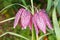 Purple Fritillaria Flowers