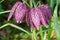 Purple Fritillaria Flowers