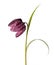 Purple Fritillaria meleagris on White Background