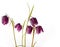 Purple Fritillaria meleagris on White Background