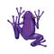 purple frog design