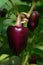 The purple fruit of sweet pepper of the `Big Papa / Big Daddy` variety in the greenhouse, closeup