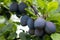 Purple fruits of a Stanley prune plum in orchard