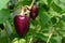 Purple fruits of sweet pepper of the `Big Papa / Big Daddy` variety. A distinctive feature of this species is the unusual color