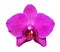 Purple-fuchsia phalaenopsis orchid