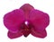 Purple-fuchsia phalaenopsis orchid