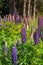 Purple full bloom flower, New Zealand autumn season