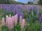 Purple full bloom lupin blossom flora, New Zealand