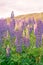 Purple full bloom lupine