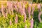 Purple full bloom lupine blossom, New Zealand