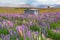 Purple full bloom lupine New Zealand