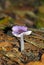 Purple fungi (toadstool)