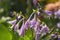 Purple funkia hosta lancifolia