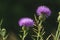 Purple Fuzzy Flower