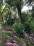 Purple fuzzy flowers by brown bench