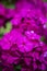 Purple gadren Phlox close up