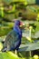 Purple Gallinule