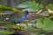 Purple gallinule