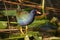 Purple gallinule