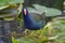 Purple gallinule