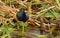 Purple Gallinule