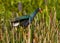 Purple Gallinule