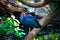 Purple gallinule on the branch