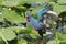 Purple Gallinule - Everglades National Park