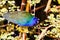 Purple Gallinule Feeding at Celery Fields