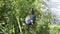 Purple gallinule feeds on seeds in Florida wetlands