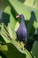 Purple Gallinule in Florida marsh
