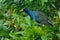 Purple Gallinule on a green branch