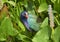 Purple Gallinule hiding in Pickerel weed