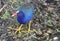 Purple Gallinule and His Big Feet