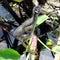 Purple Gallinule juvenile (Porphyrio martinica)