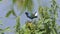 Purple gallinule perching in Florida wetland