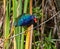 Purple Gallinule,Porphyrio martinicus, adult male, blue and purple bird from Florida Everglades with long legs and toes adapted