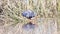 Purple gallinule Porphyrio porphyrio in the wetlands