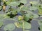 Purple gallinule seen in Florida