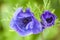 Purple garden Anemone flower detail from above, with green foliage in background