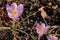 Purple Garden Crocus Topshot