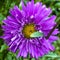 Purple garden flower, home. Flowers. Perple