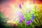 Purple garden flowers in back light on blurred nature background, close up