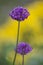 Purple garden leek on a yellow background